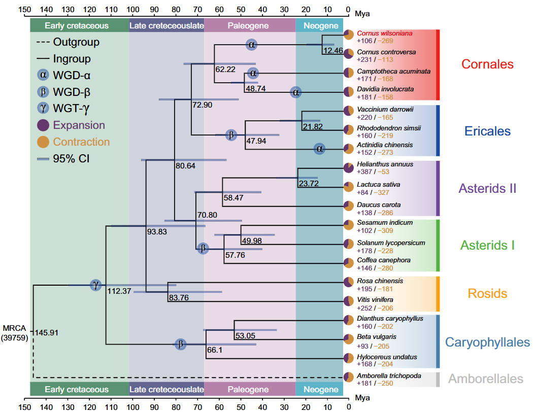 A chromosome-level genome assembly provides insights into Cornus wilsoniana evolution, oil biosynthesis, and floral bud development