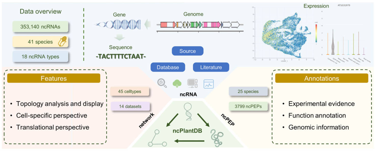 ncPlantDB: a plant ncRNA database with potential ncPEP information and cell type-specific interaction