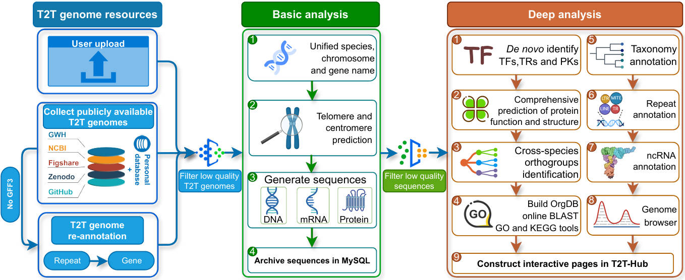 T2T-Hub: A central platform for analyzing plant and animal telomere-to-telomere genomes