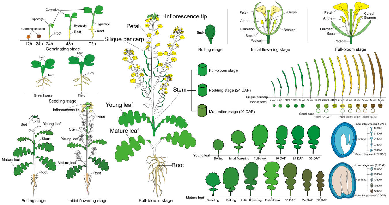 BrassicaEDB: A gene expression database for Brassica crops