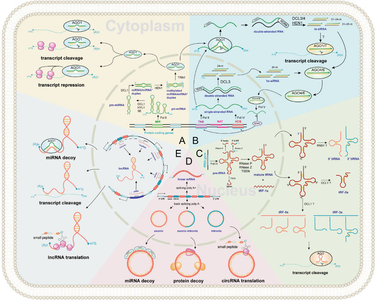 Biogenesis, functions, interactions, and resources of Non-coding RNAs in plants