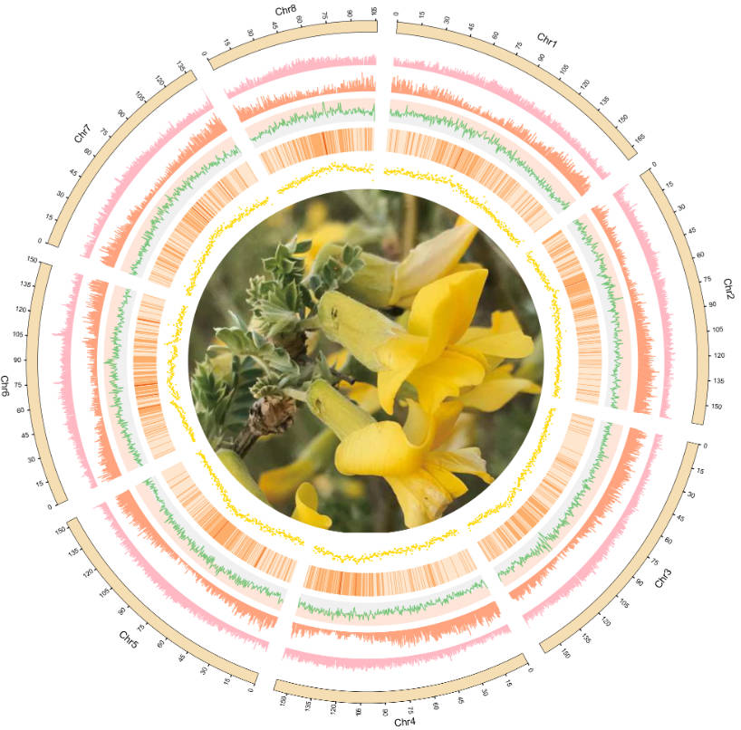 Genomic insights into drought adaptation of the forage shrub Caragana korshinskii (Fabaceae) widely planted in drylands