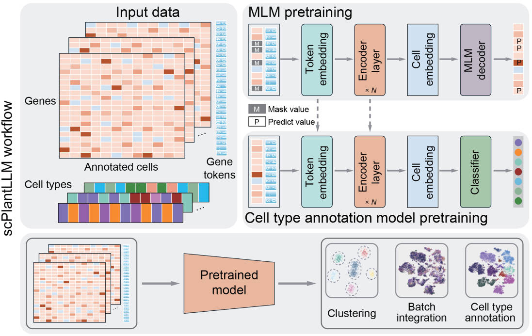 scPlantLLM: A foundation model for exploring single-cell expression atlases in plants