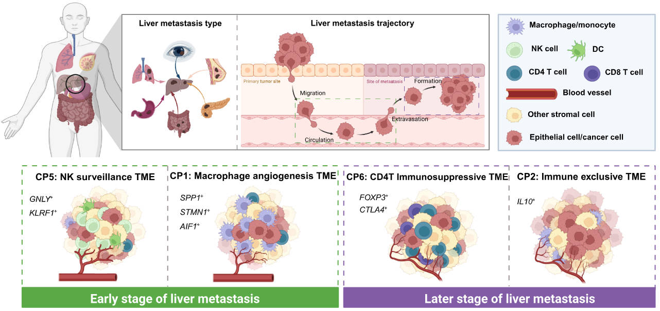 A single-cell atlas of pan-cancer liver metastasis reveals dynamic cellular programs driving metastatic progression and immune modulation