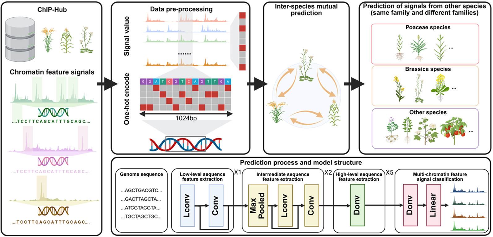 Cross-species prediction of histone modifications in plants via deep learning